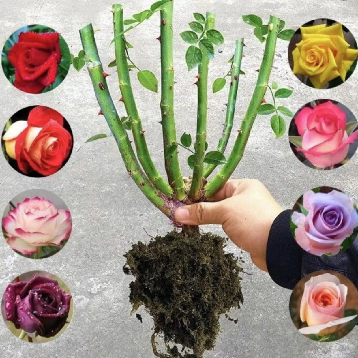 玫瑰室内老桩夫妇花卉月季花卉盆栽绿植庭院阳台紫色盆栽好养易活