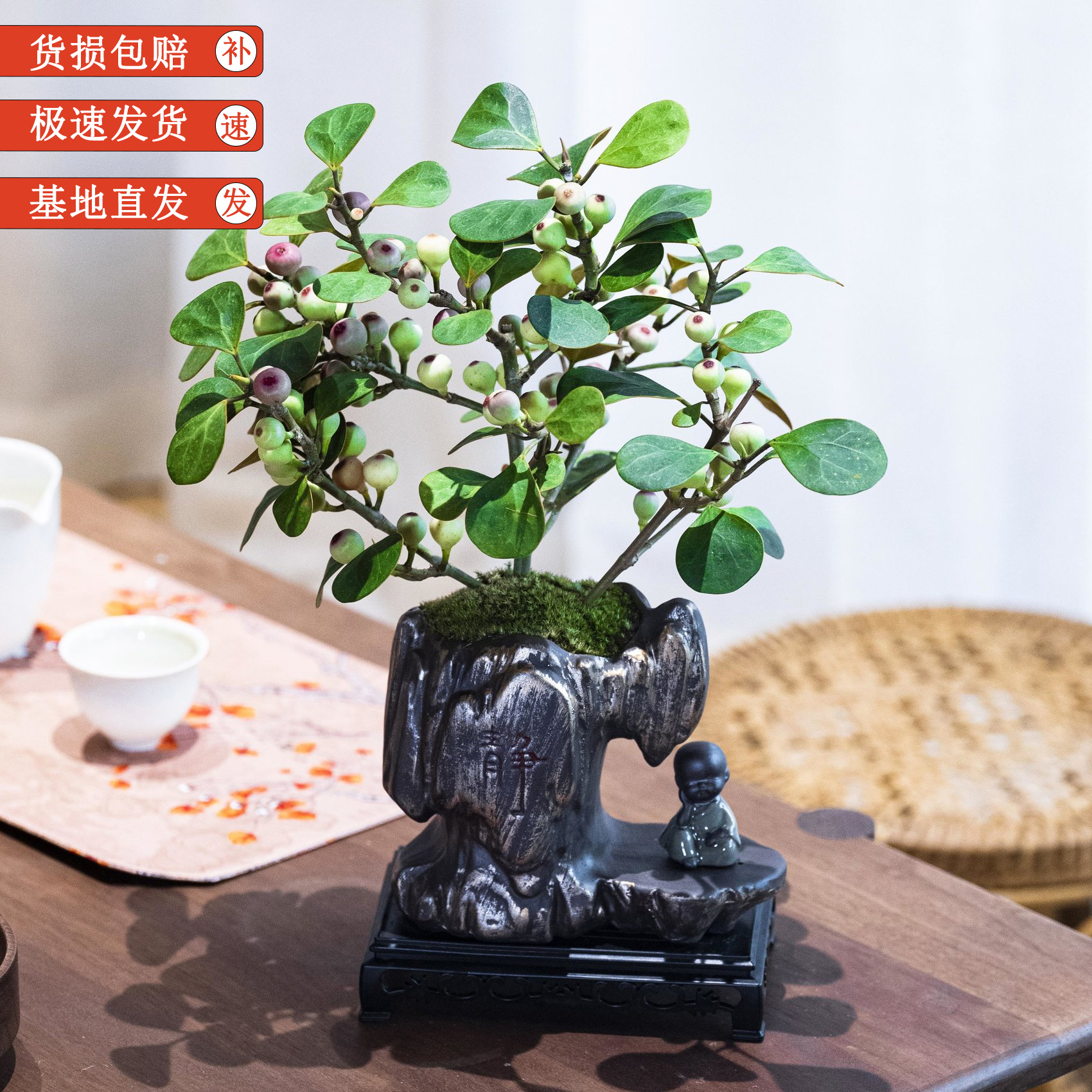 【多果菩提】多果小盼绿植盆栽花卉植物桌面办公室四季造景禅意