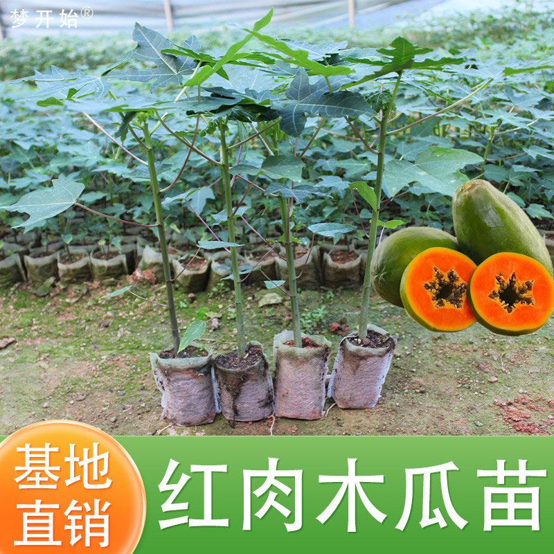 水果木瓜苗树矮化红心香甜四季南方北方种植盆栽阳台当年结果带土