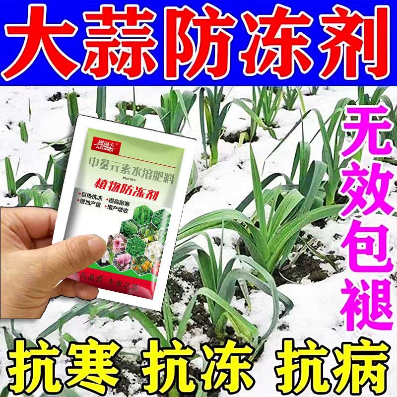 大蒜防冻液抗寒防冻剂解冻害抗低温预防倒春寒促长大蒜叶面肥