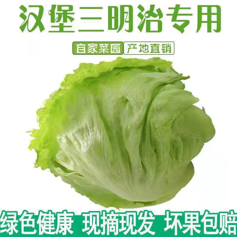 新鲜西生菜生菜球汉堡生菜西生菜沙拉菜圆生菜