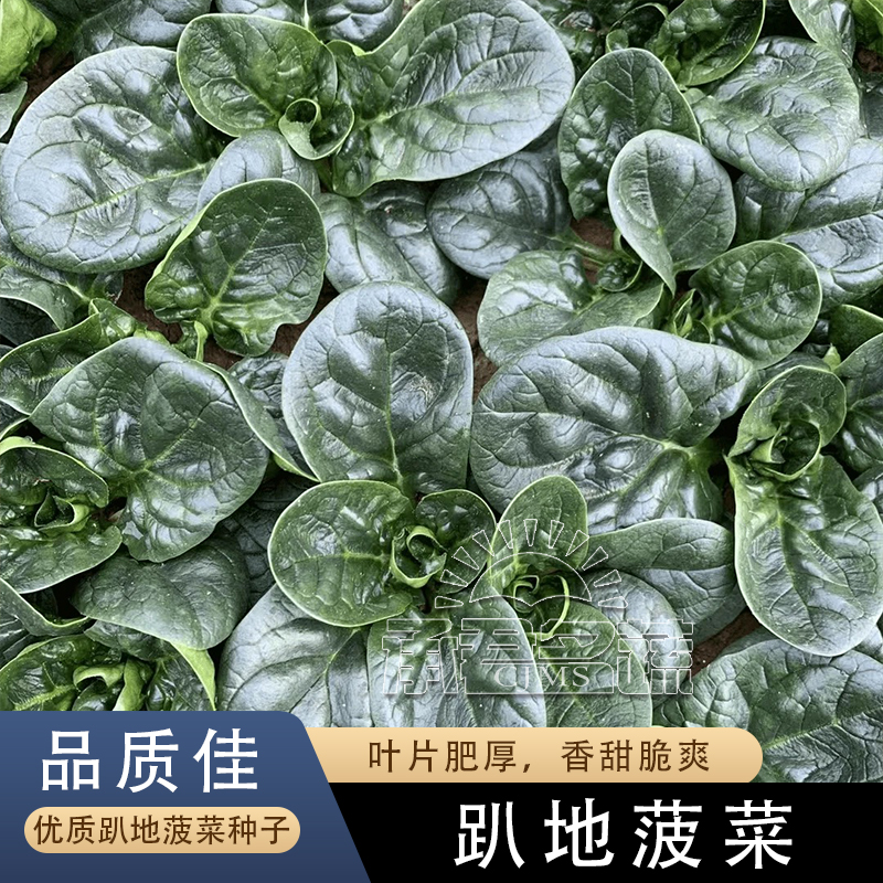 趴地菠菜种子四季波菜种籽大全秋季蔬菜种孑四季菠菜籽种秋冬农家