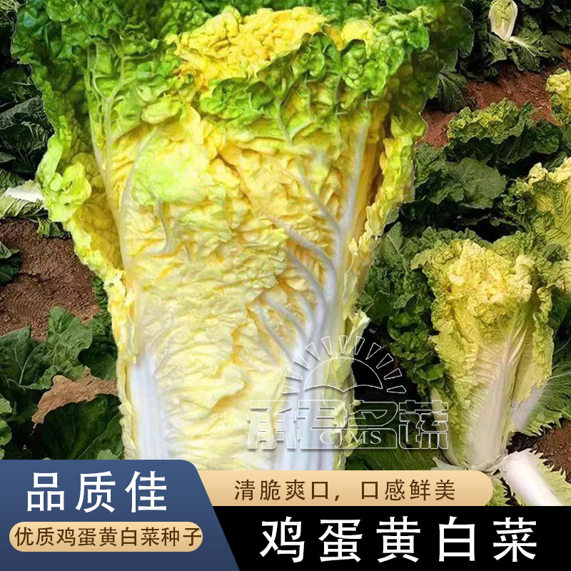 鸡蛋黄奶油大白菜种子真好吃黄心快菜籽农家田园夏秋四季播蔬菜孑