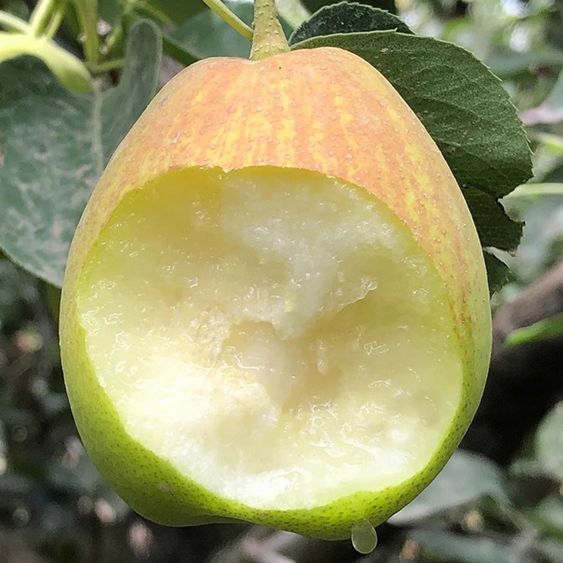 库尔勒香梨耐寒品种梨树苗南方北方种植甜度高糖粉当年结果