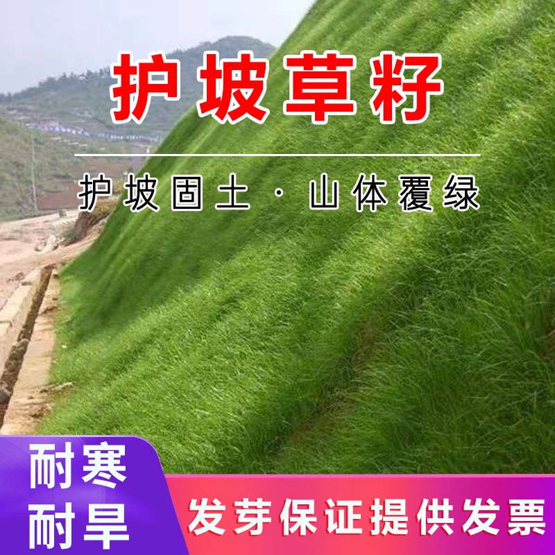 护坡草籽四季常青山坡耐旱植物复绿草种狗牙根高速绿化边坡草种子