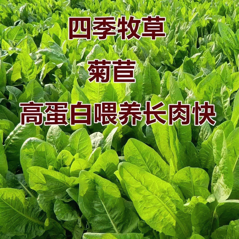 高产菊苣种子大叶菊苣多年生牧种子猪牛羊鸡种籽秋播当年新种子