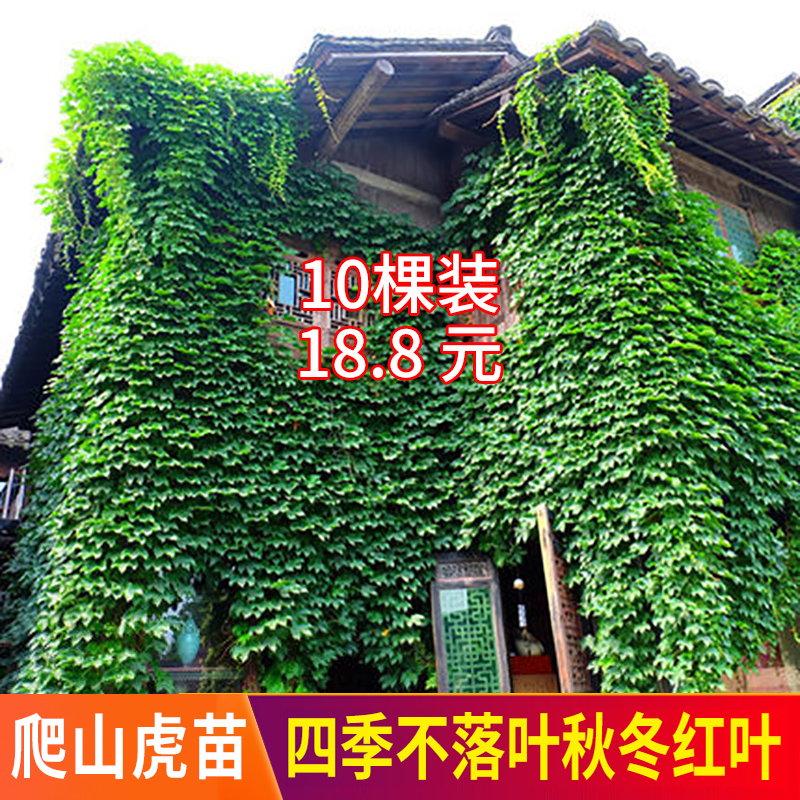 爬山虎苗攀爬藤植物庭院户外室内三叶红色爬墙虎苗四季不落叶花卉