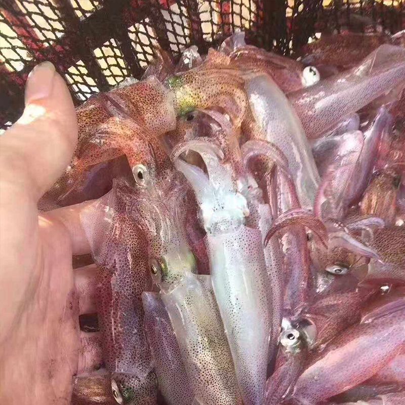 探味岛福建东山岛新鲜小管鱿鱼鲜活速冻锁鲜海兔子笔管鱼鲜美爽口