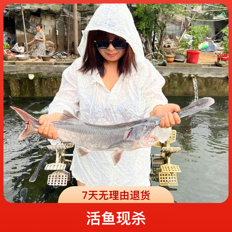 鸭嘴鱼鸭嘴鲟鱼鲟鱼鸭嘴鲟活鱼现杀顺丰直发新鲜到家美食到家鲜活