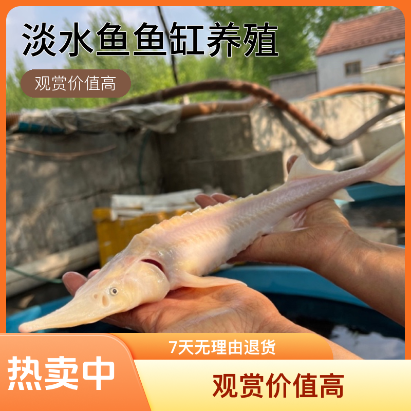 鲟龙鱼淡水鱼鱼缸养殖观赏鱼尖嘴变异白化鲟鲟鱼中华鲟