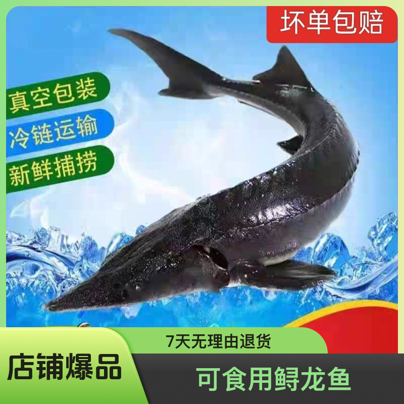 无刺鲟龙鱼软骨生鲜水产礼品无骨鱼顺丰包邮