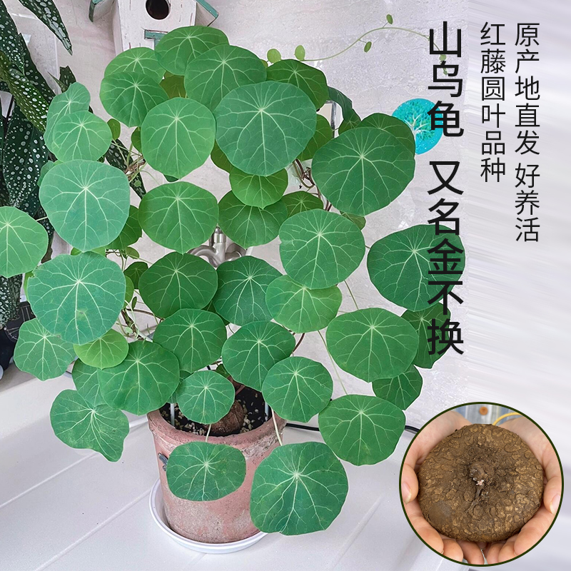 红藤山乌龟圆叶爬藤懒人桌面办公室盆栽庭院水培土培造景绿植植物