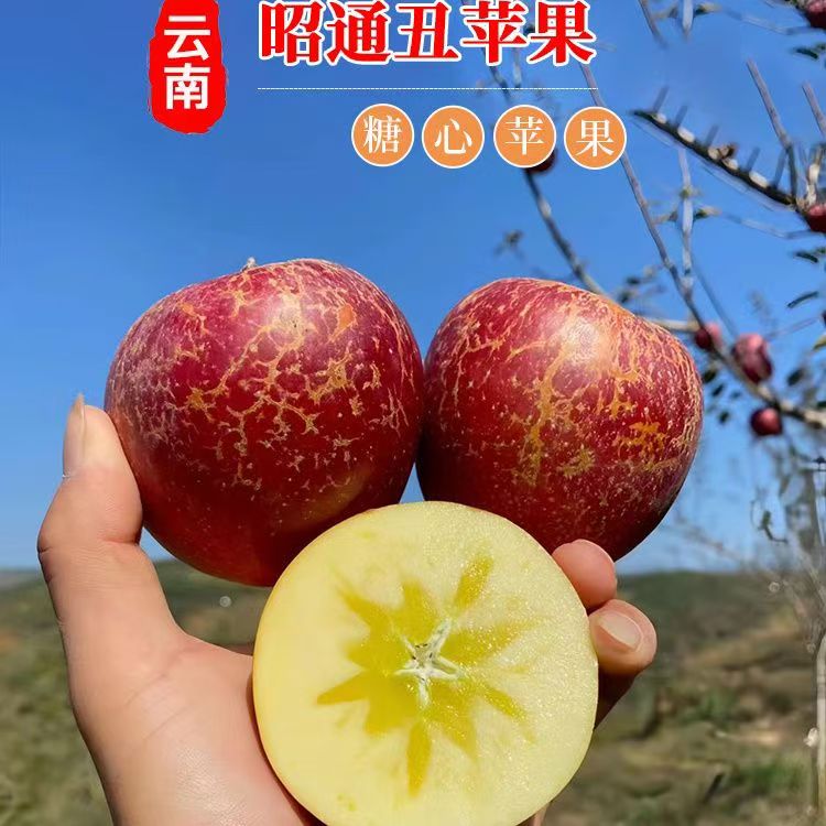 正宗云南昭通丑苹果 冰糖心苹果脆甜爆汁当季新鲜水果红露红富士