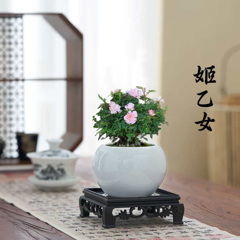 姬月季盆栽迷你月季花卉桌面绿植微型盆景办公室阳台开花植物好养