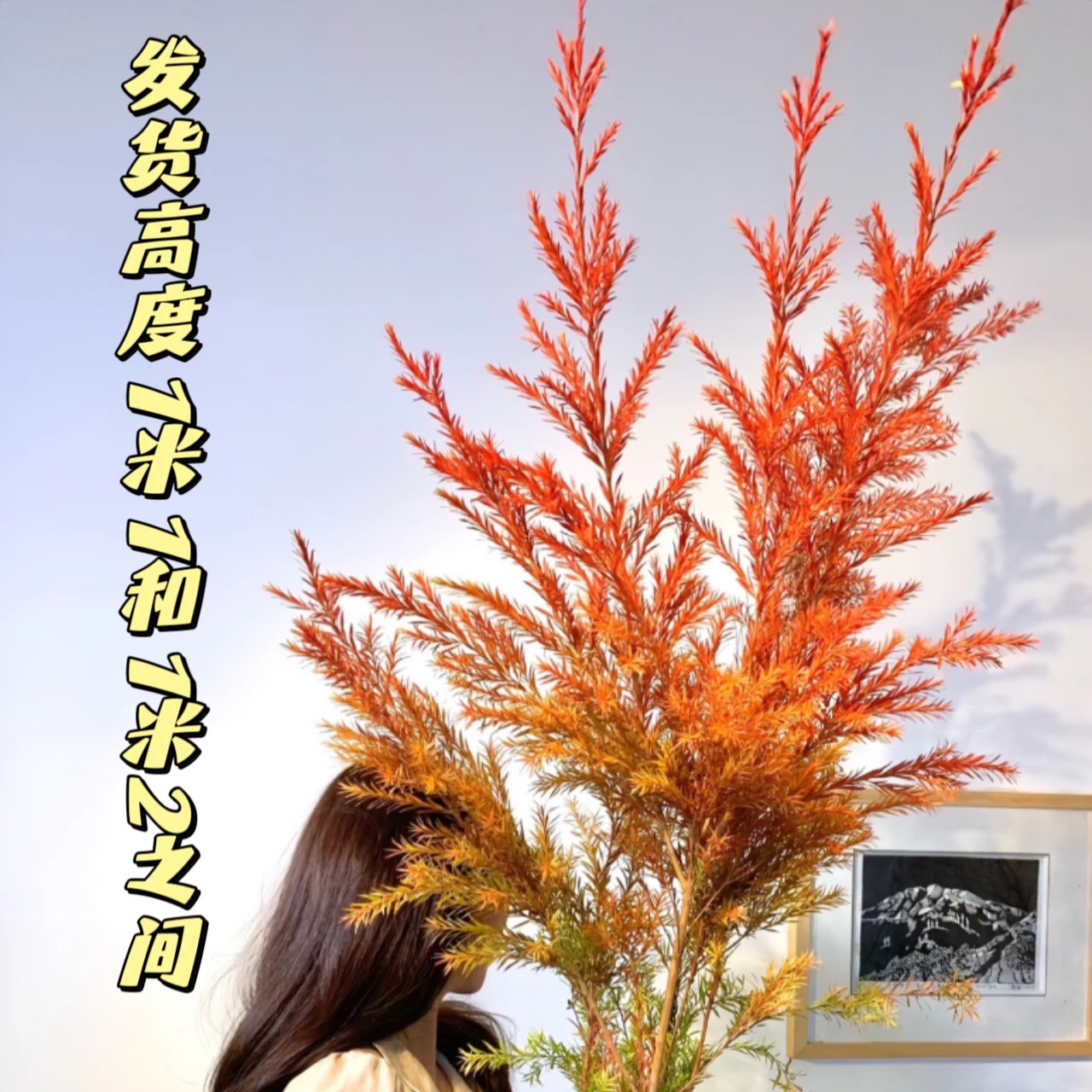 顺丰包邮鲜切千层金   黄金香柳森系花材清幽木香 可做干花美观