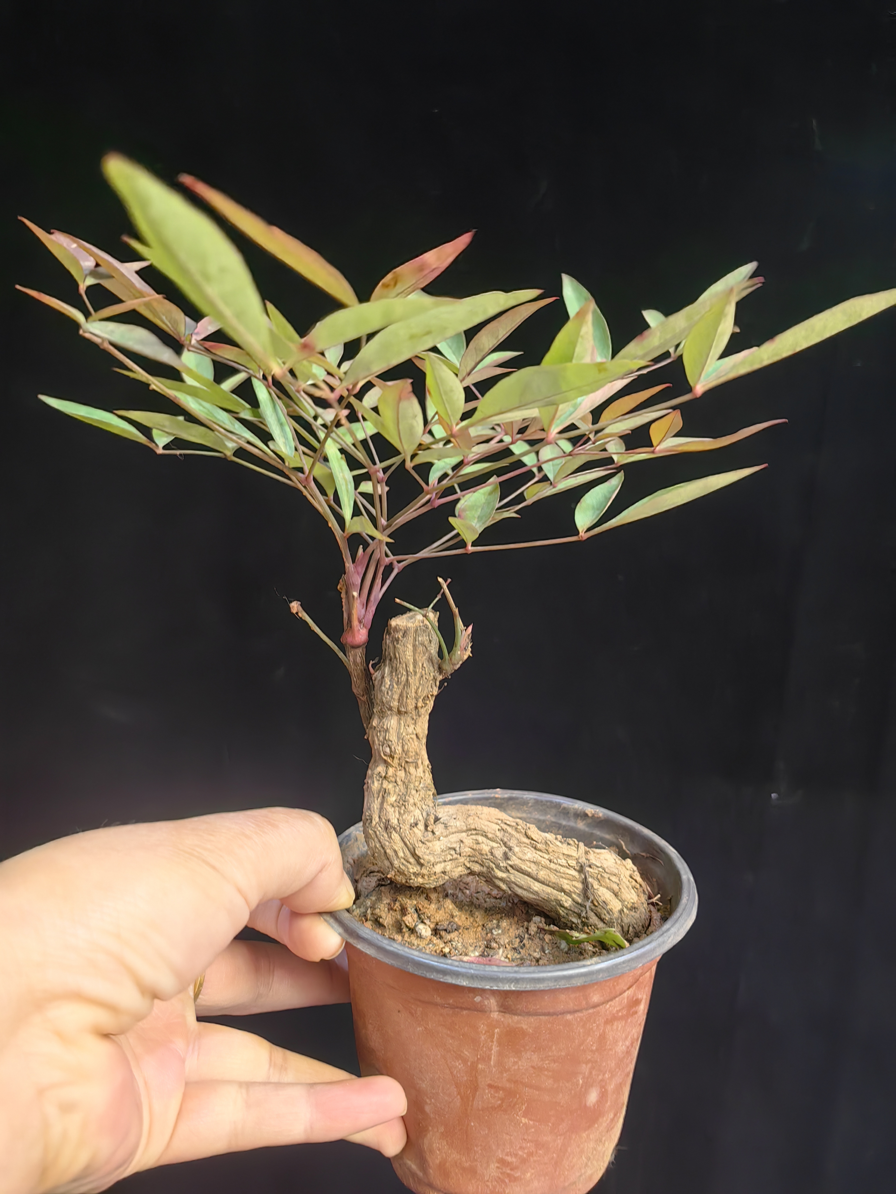 南天竹火焰红熟桩趣味盆栽四季常青老桩耐寒植物开花结果绿植盆景