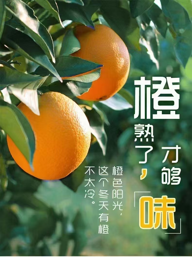 自家果园正宗赣南脐橙现摘现发孕妈妈新鲜应季水果10斤20斤包邮