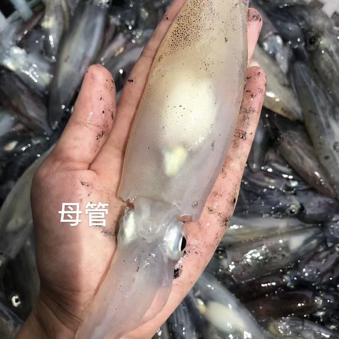福建东山岛小管鱿鱼带籽鱿鱼海兔带膏母管一盒400克生鲜