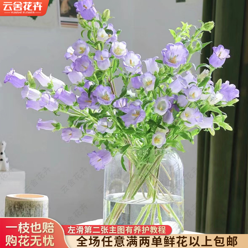 【云舍花卉】【紫流星雨】风铃摘尽叶浅水位养护任意满两单及以上包邮