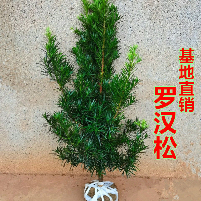 罗汉松大树树苗基地直销雀舌盆景大型庭院绿植常青花卉造型大树