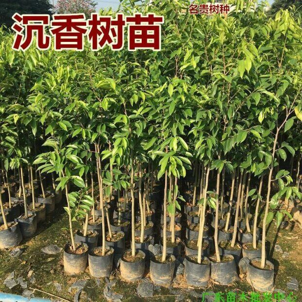 正宗沉香树苗海南奇楠沉香苗黄花梨小叶紫檀金丝楠木苗名贵树盆栽