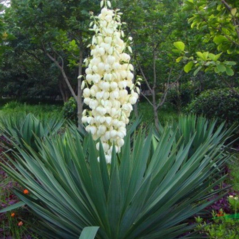 剑麻树苗植物庭院花园阳台四季常青绿化风景软绿篱防护绿植剑麻苗