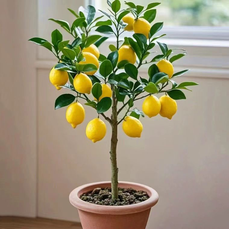 正宗香水柠檬棒棒糖四季香水柠檬广州香水柠檬四季长青盆栽大苗壮