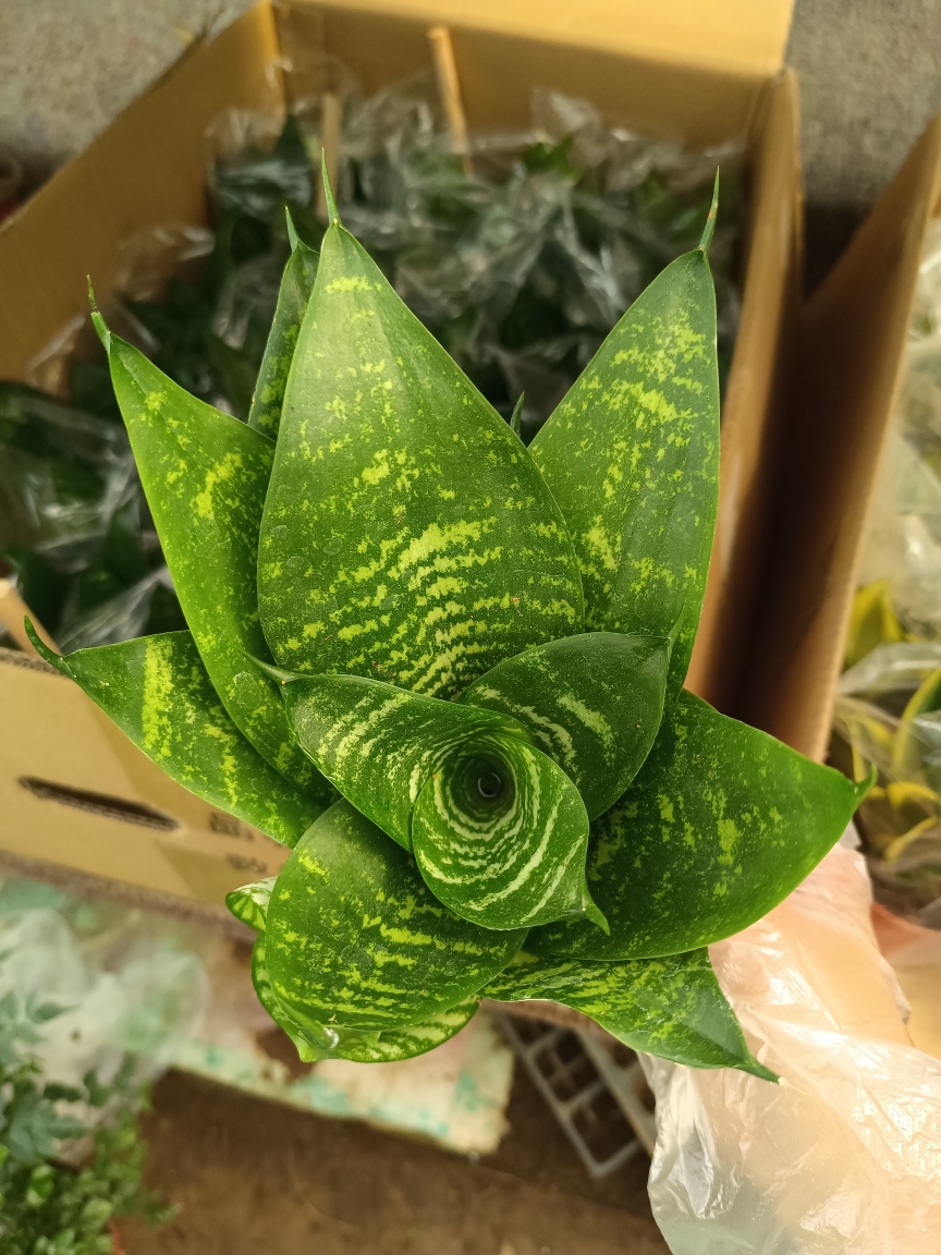 虎皮兰虎耳兰 10到15厘米高左右