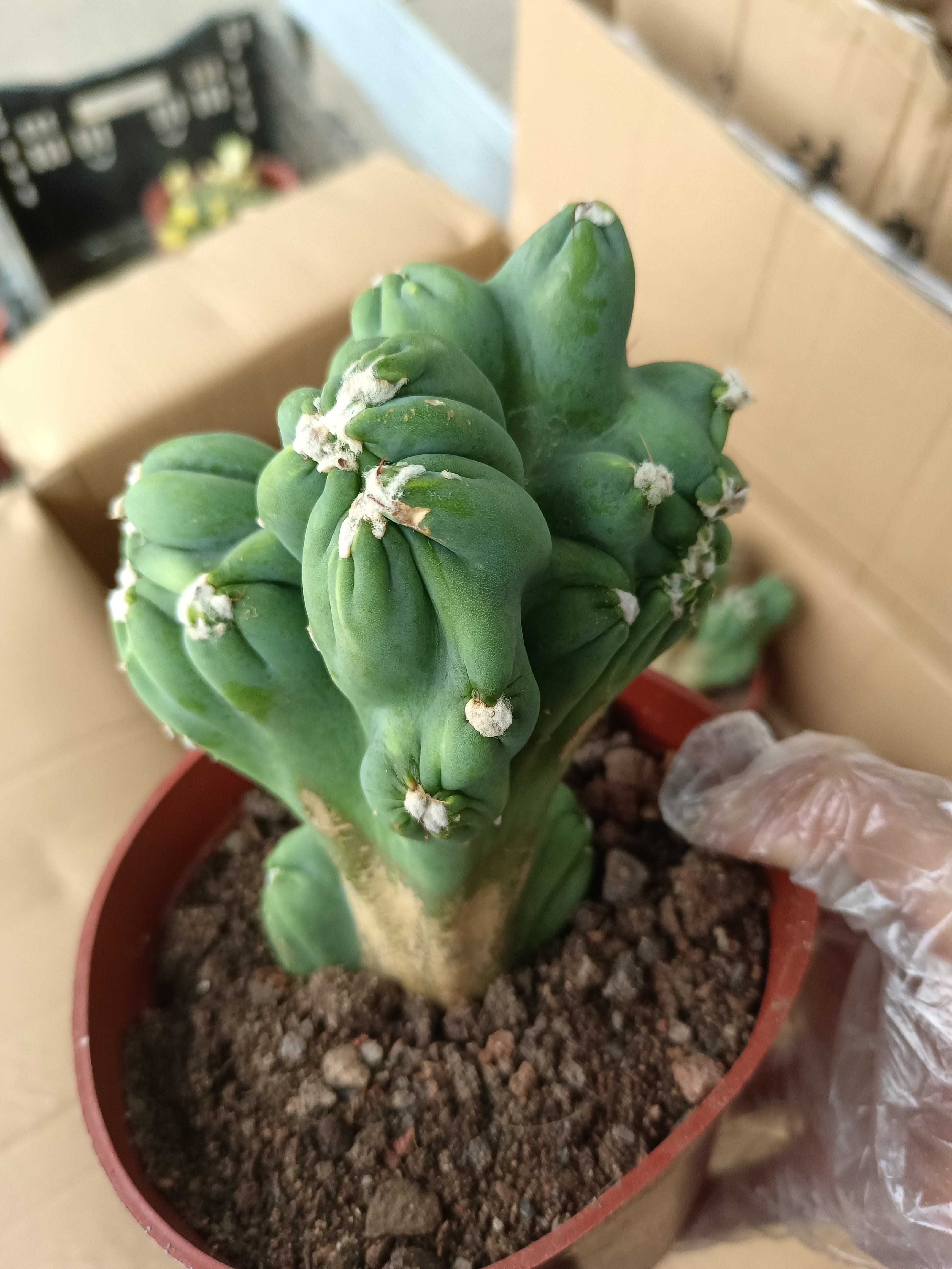 紫云罗汉 15厘米高左右