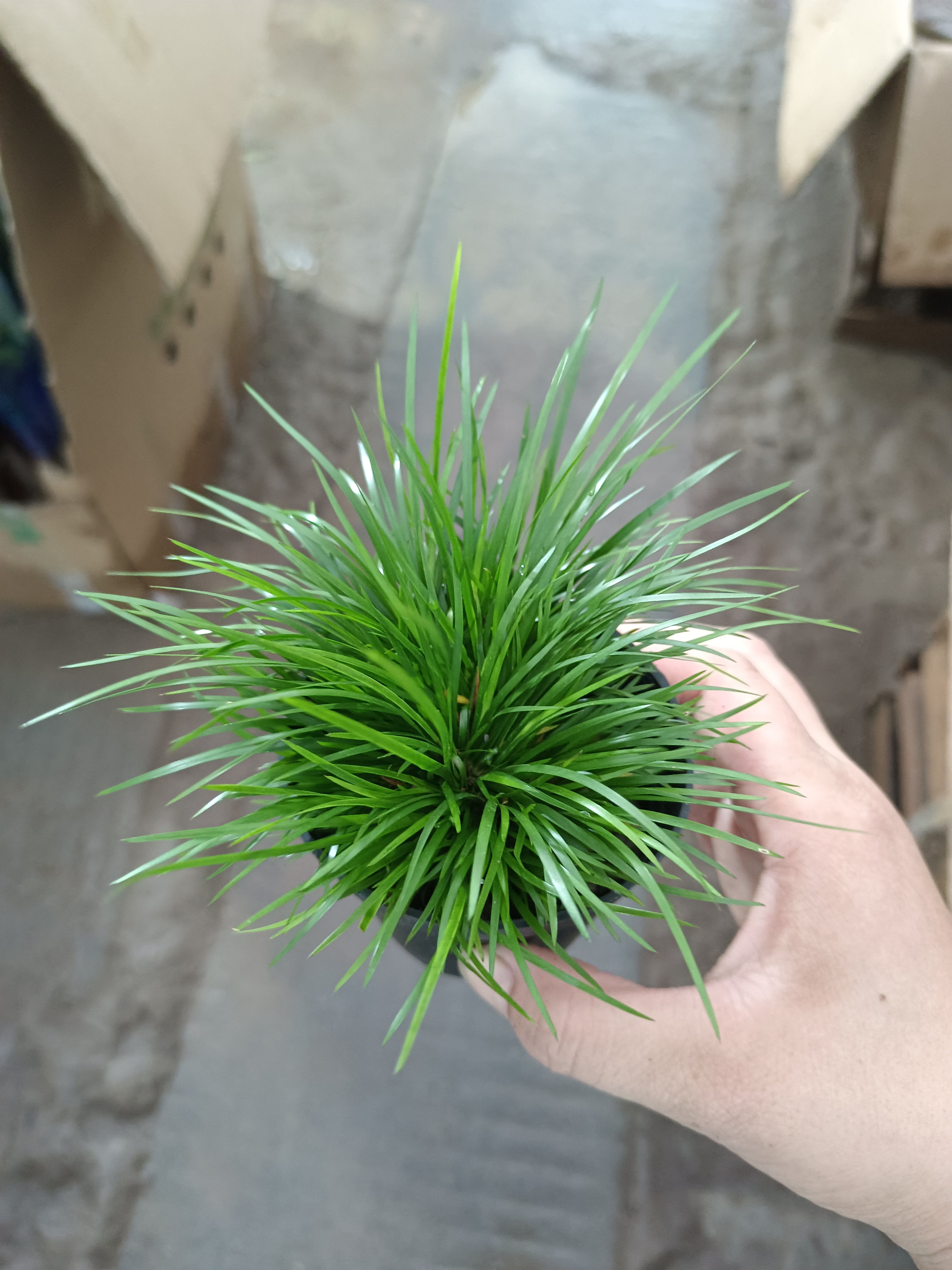 金钱菖蒲 10厘米长左右