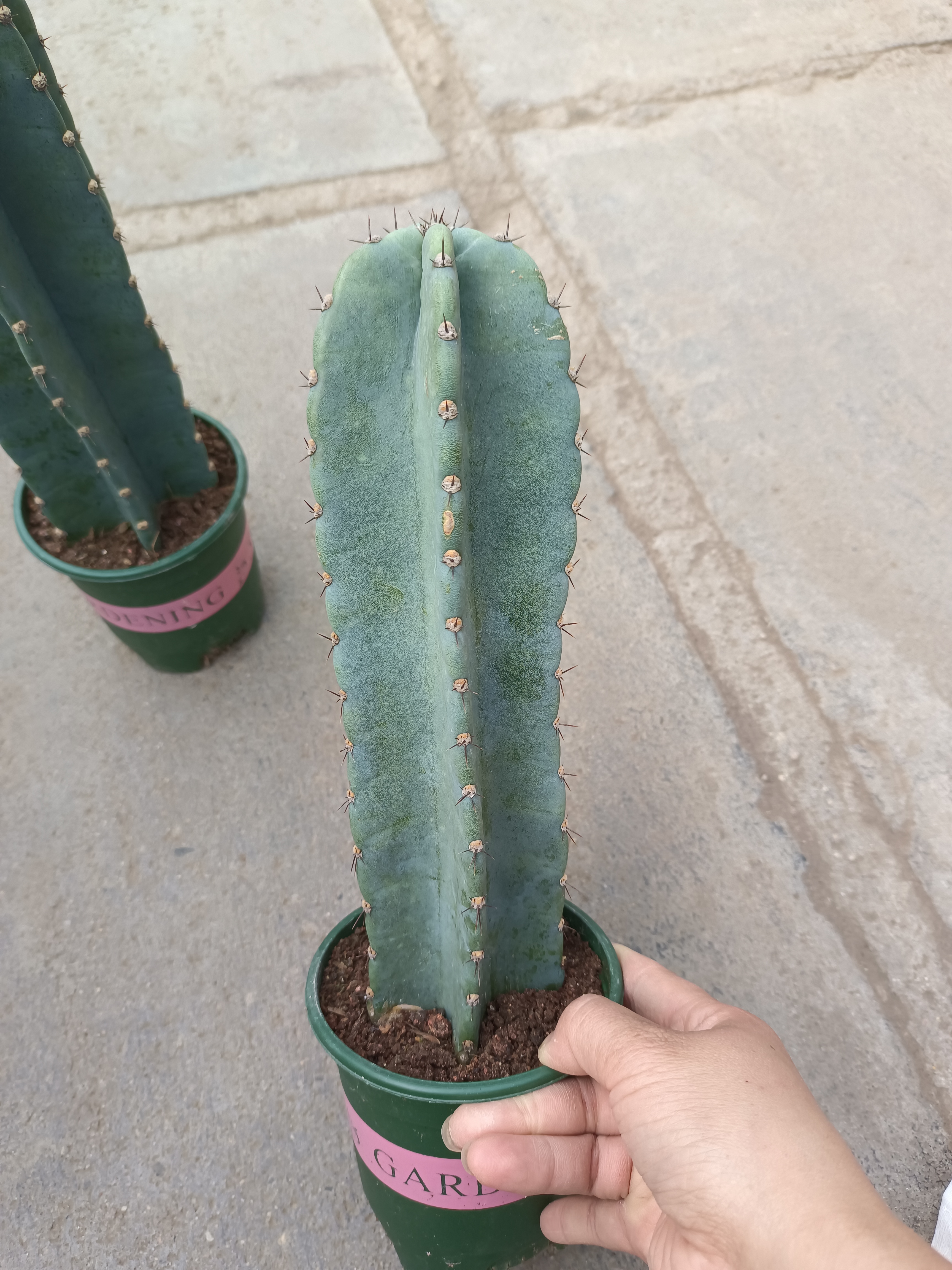 量天尺好养活仙人柱北欧风露养好养活沙漠庭院植物仙人大型长条