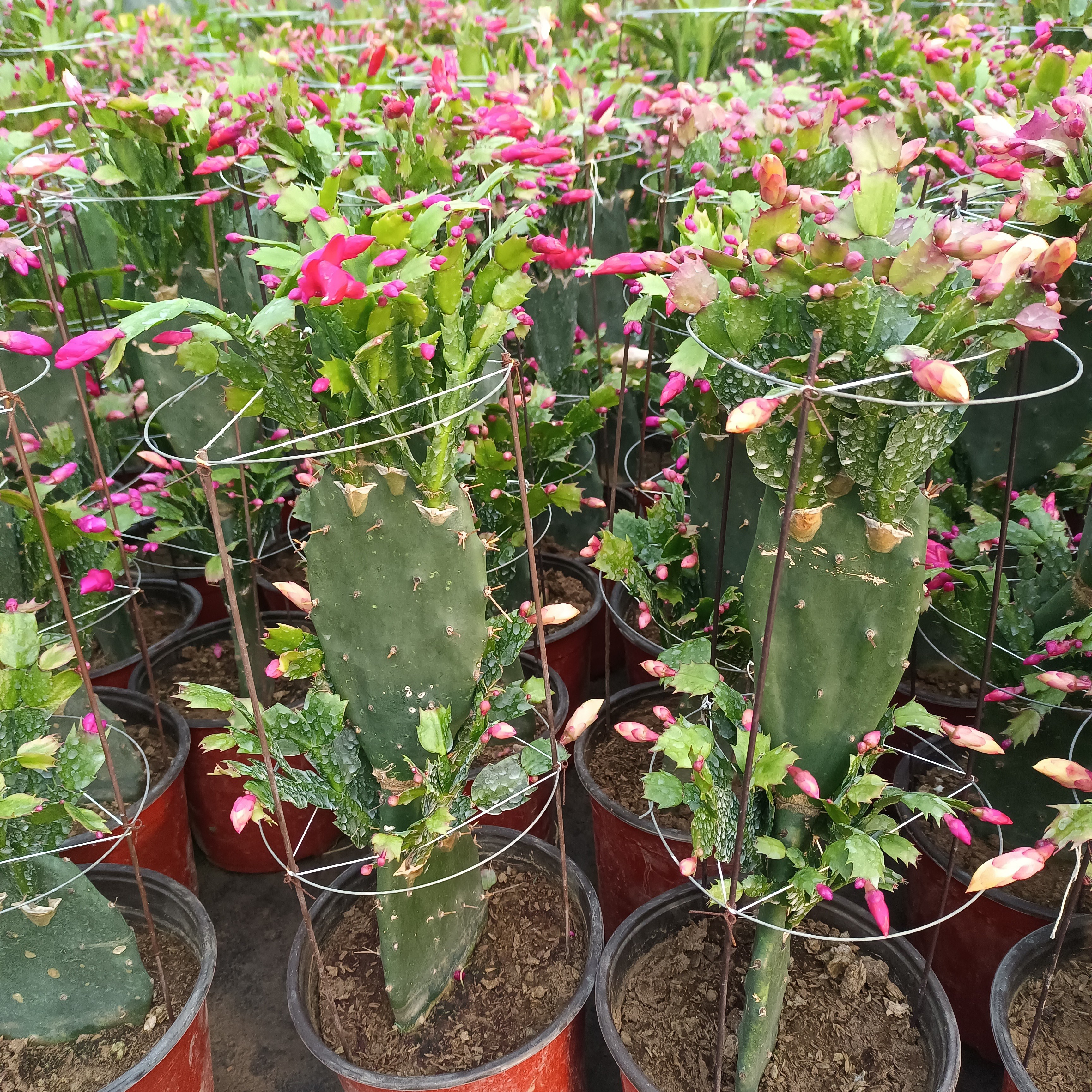 仙人掌嫁接蟹爪兰两层40厘米到50厘米高左右