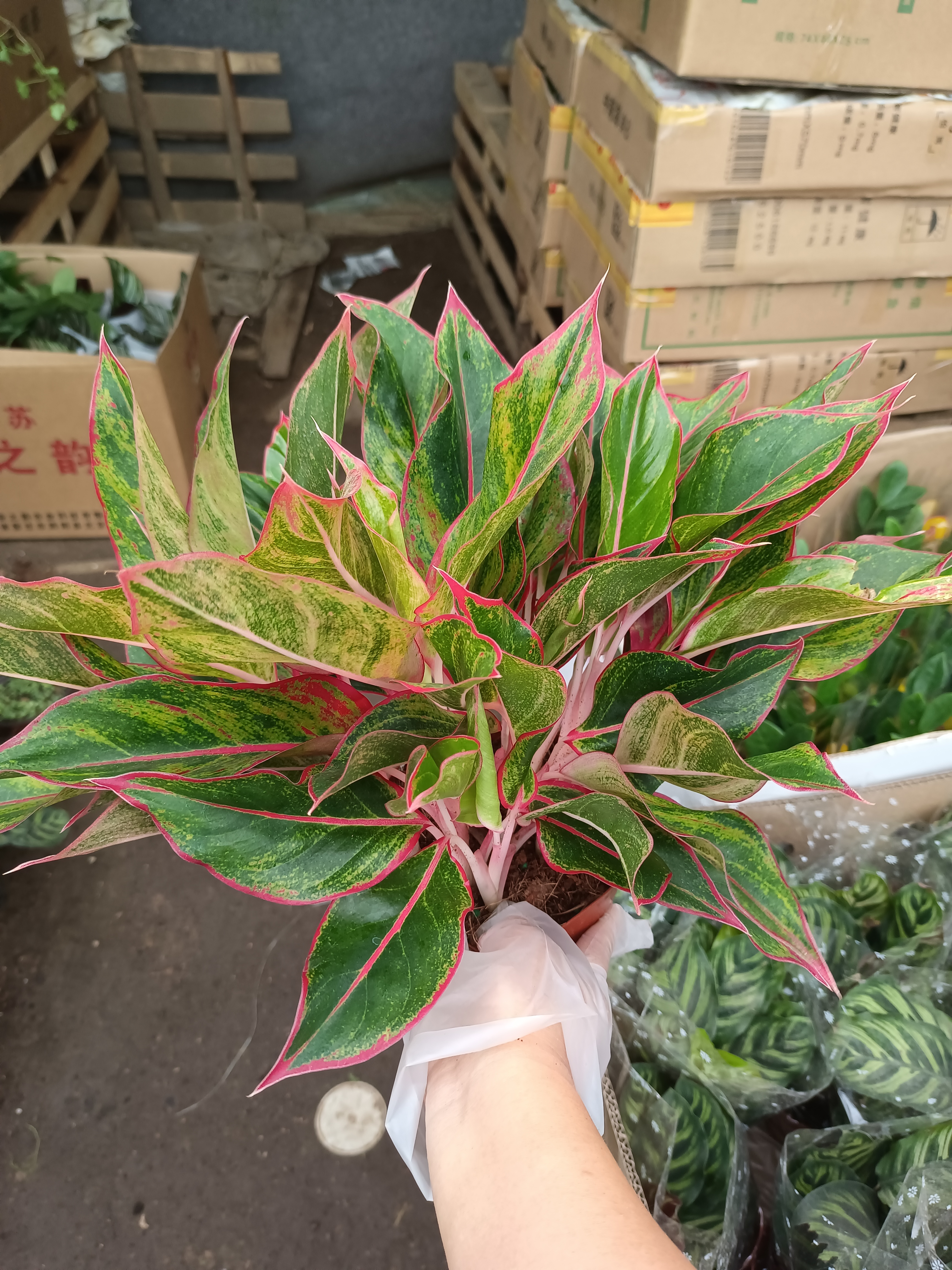 万年红 25到30厘米高左右