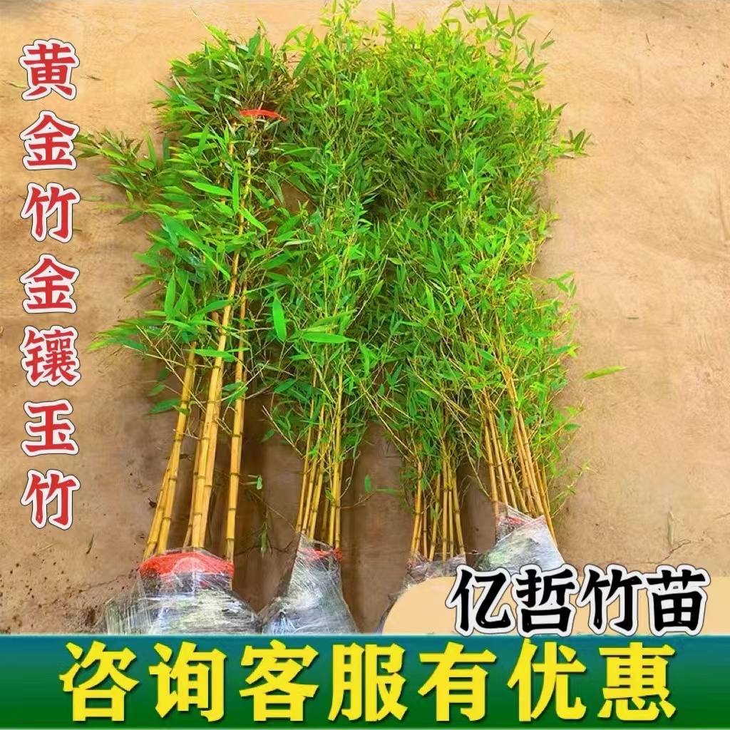 金镶玉竹子苗庭院四季常青北方耐寒名贵黄金竹子盆栽观赏景观植物