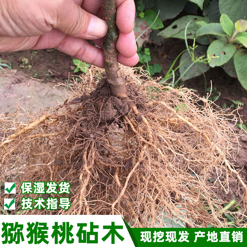 南北方种植纯正猕猴桃直生苗中华原产地实生苗奇异果砧木苗未嫁接
