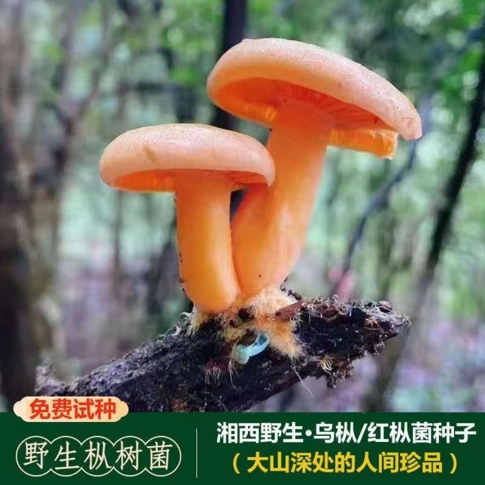 【不出包赔】野生菌种乌纵菌包松菌寒纵菌黄碟菌重阳菌松纵菌松