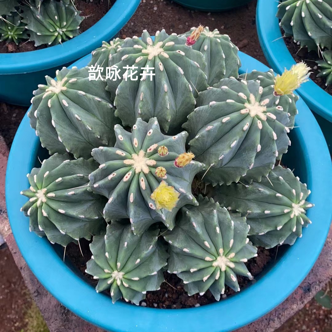 多头无刺王冠龙仙人球易开花室内阳台防辐射植物包邮包邮