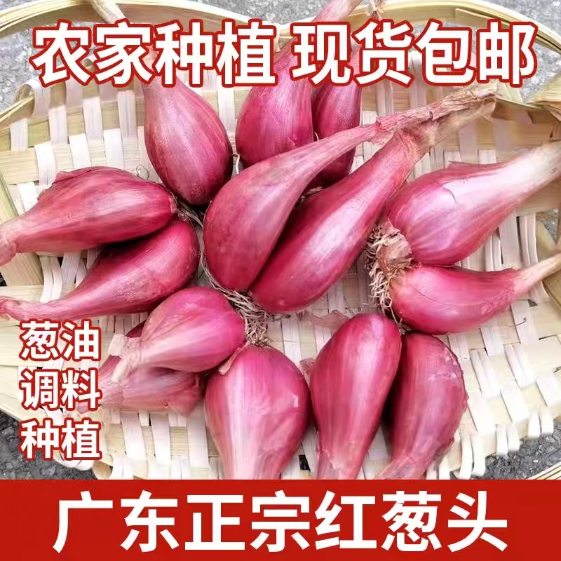 新货红葱农家新鲜红葱头正宗四季小香葱香味浓郁可盆栽种植可熬油