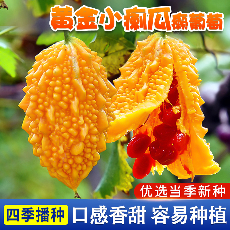 癞葡萄种子 水果癞瓜黄小癞瓜苦瓜种子春季种植蔬菜种籽盆栽四季