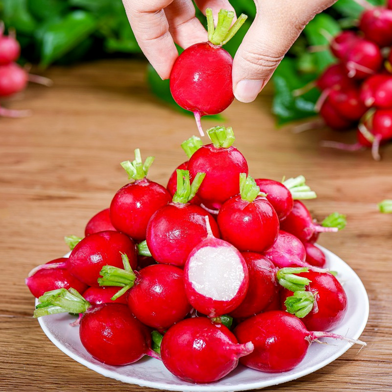 【校长团队】樱桃小萝卜种籽四季阳台盆栽水果泡菜小萝卜蔬菜种子