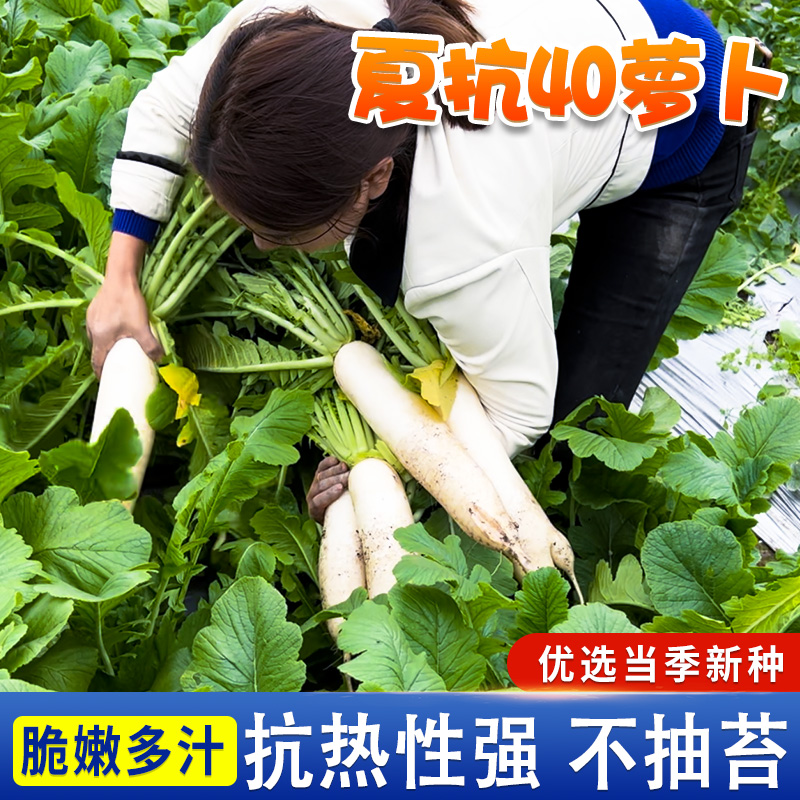 夏季耐热夏抗40萝卜种白萝卜种子罗卜夏播早熟白萝卜种籽大全蔬菜
