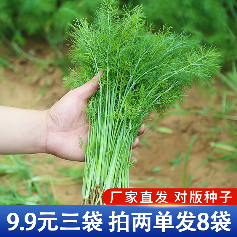 满园小茴香种籽春夏割茬香种子盆栽小茴香蔬菜菜种孑