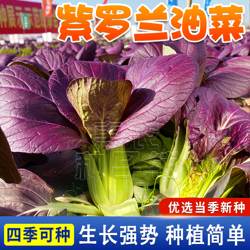 紫罗兰小青菜种子 紫油菜上海青菜籽耐热蔬菜种四季阳台盆栽蔬菜