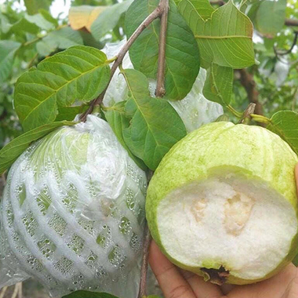 广州本土脆甜珍珠番石榴 净果四斤半左右