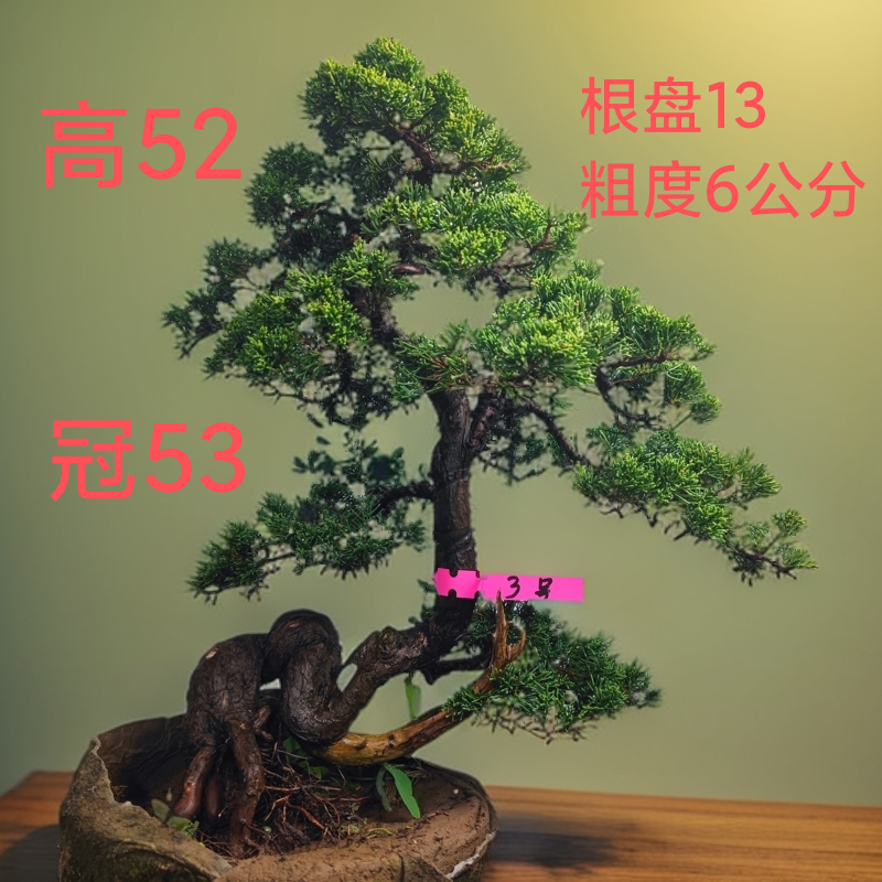 济州针柏盆景花卉绿植绿植盆栽室内外均可种植四季常青耐寒植物