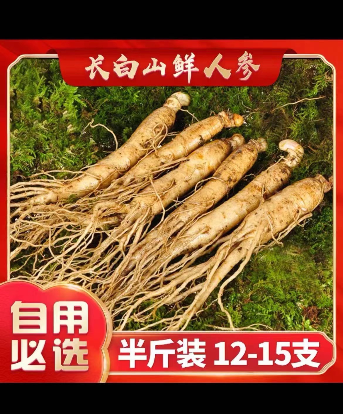 长白山新鲜人参单支20克左右 12-15支半斤装现采现挖空运到家