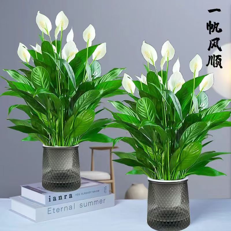 白掌盆栽一帆风顺水培植物室内好养花卉大盆客厅客厅大盆栽植物