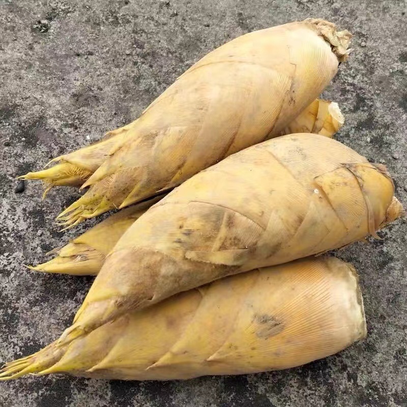 2025年新鲜冬笋时令蔬菜黄泥冬笋浙江丽水龙泉竹笋鲜嫩脆爽口冬笋
