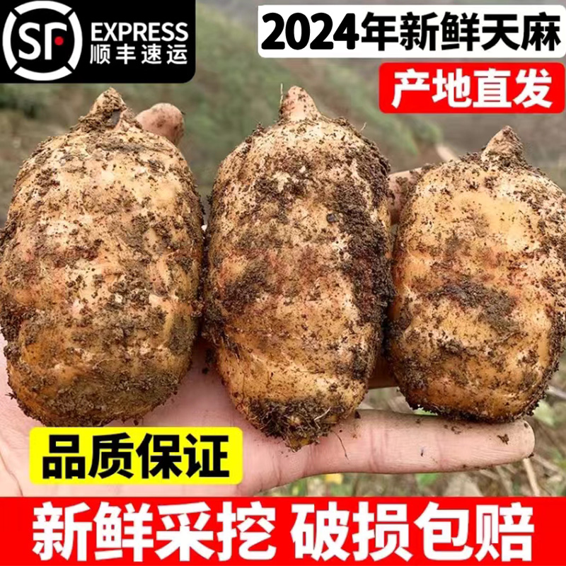 深山生长天麻新鲜云南昭通小草坝天麻仿野生种植天麻正宗野天麻