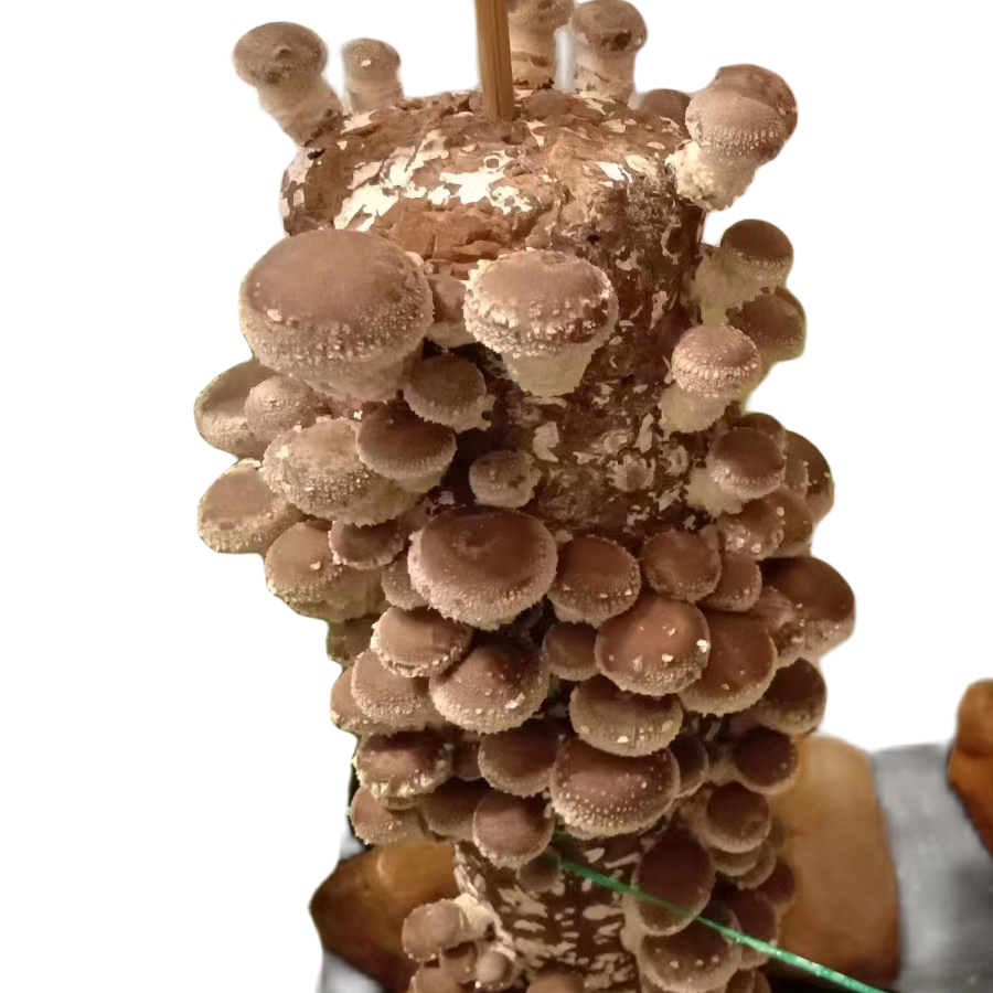 【出口香菇菌棒】香菇菌棒出菇菌包食用菌菌包家庭室内种植趣味